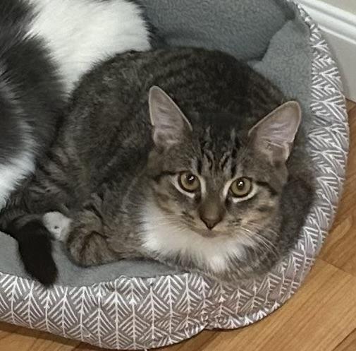 Enlarge CATalytic Converter, a Adoptable Domestic Short Hair in Breinigsville, PA image 2/2