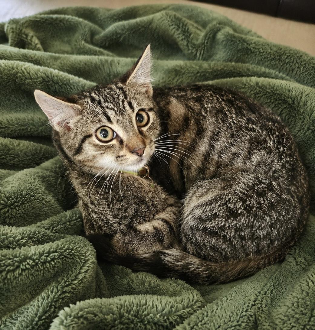 Enlarge CATalytic Converter, a ADOPTABLE Domestic Short Hair in Breinigsville, PA image 1/1