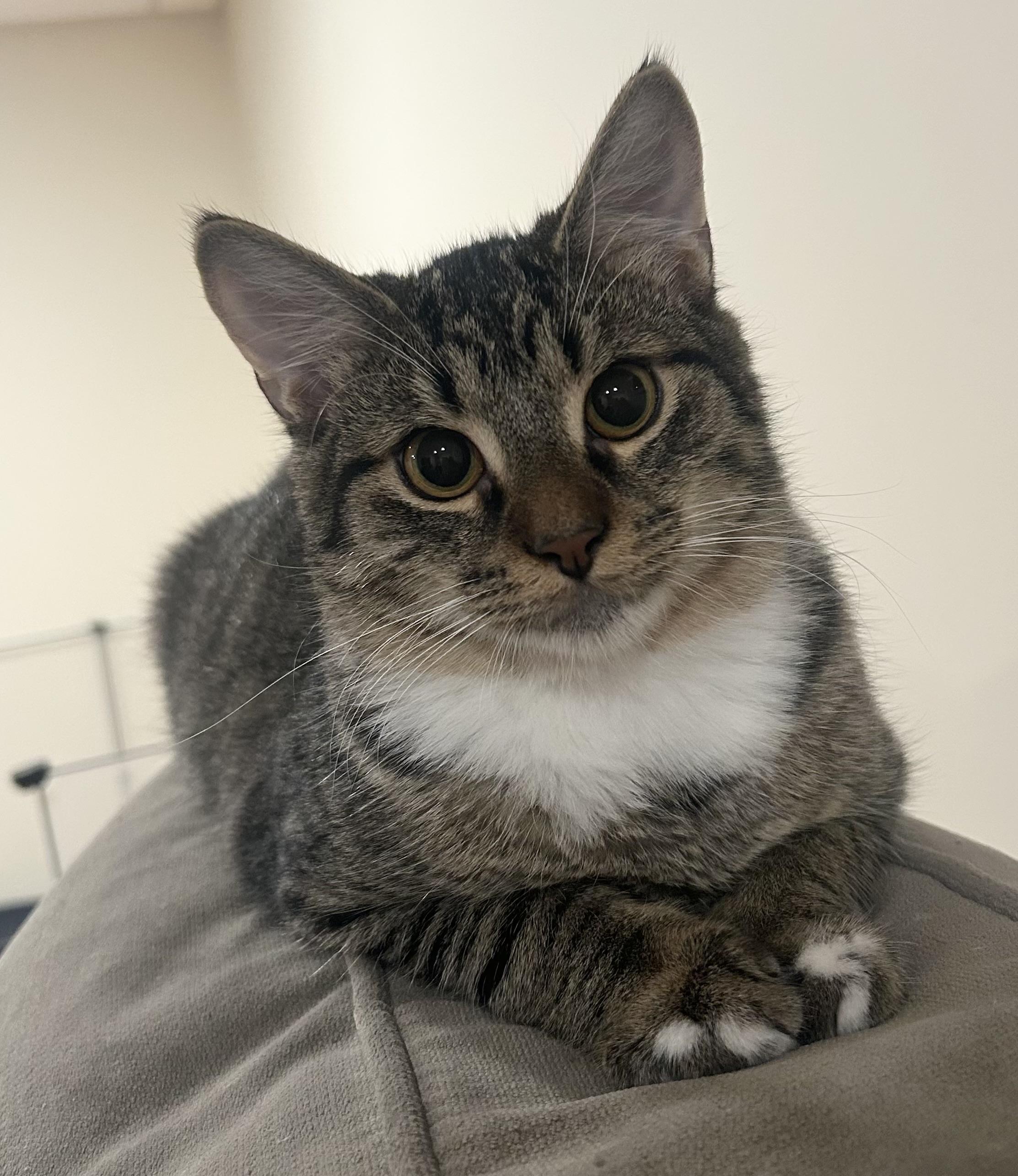 Enlarge CATalytic Converter, a Adoptable Domestic Short Hair in Breinigsville, PA image 1/2