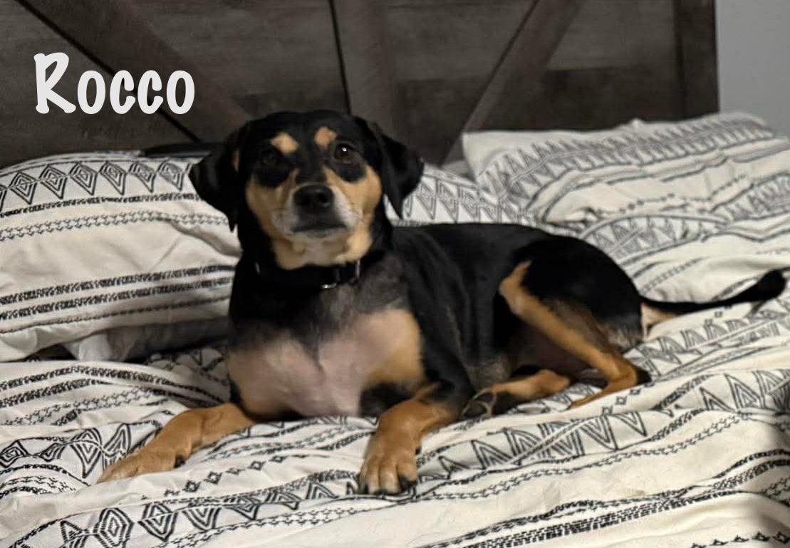 Rocco , ADOPTABLE, Adult Male Chihuahua & American Staffordshire Terrier.