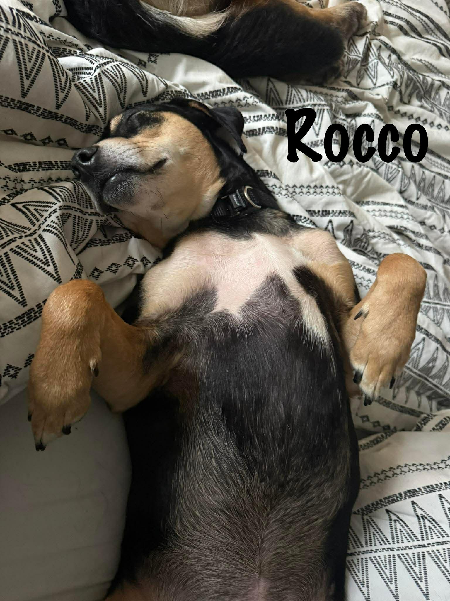 Rocco , a ADOPTABLE mixed breed in Elburn, IL image 6/6