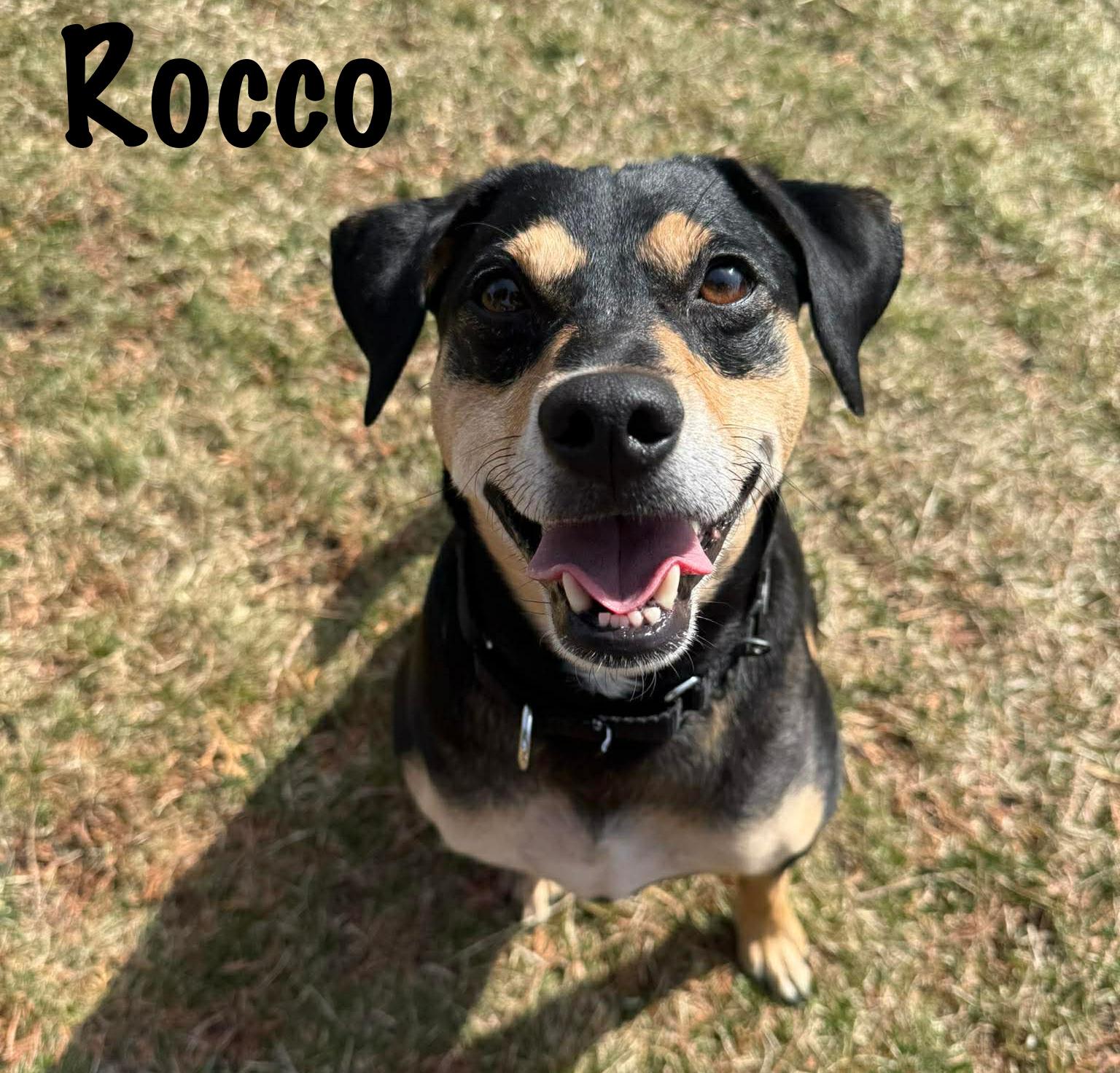 Enlarge Rocco , a ADOPTABLE mixed breed in Elburn, IL image 4/6