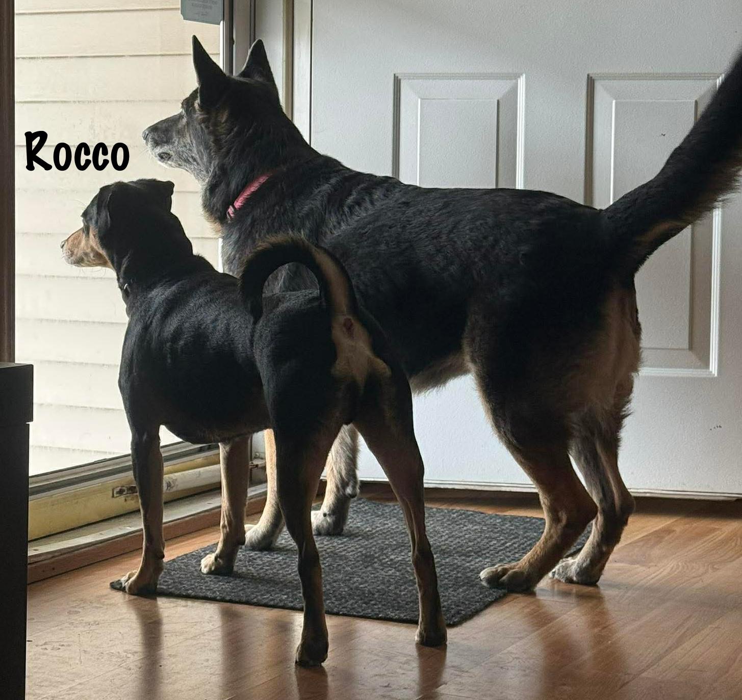 Rocco , a ADOPTABLE mixed breed in Elburn, IL image 5/6