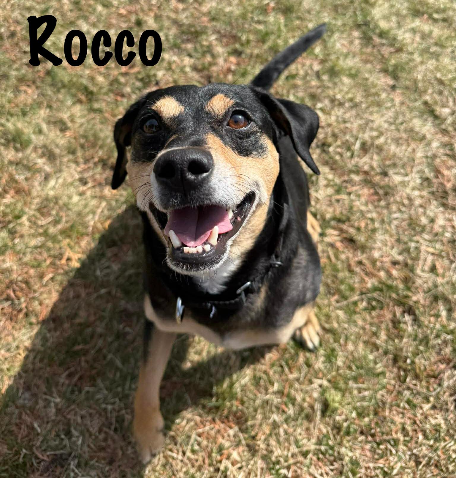 Enlarge Rocco , a ADOPTABLE mixed breed in Elburn, IL image 5/6