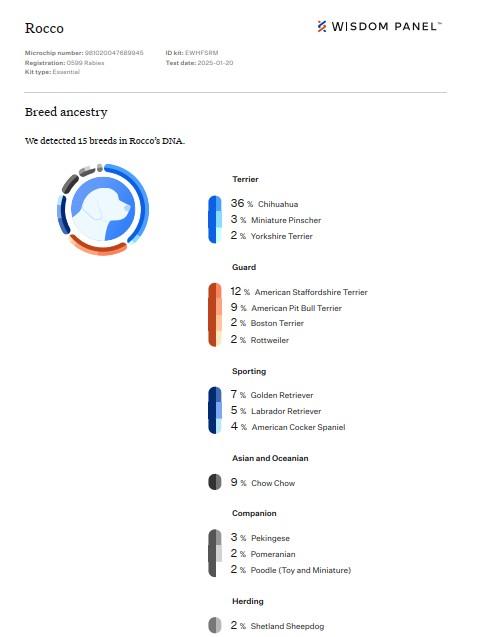 Rocco , a ADOPTABLE mixed breed in Elburn, IL image 4/6