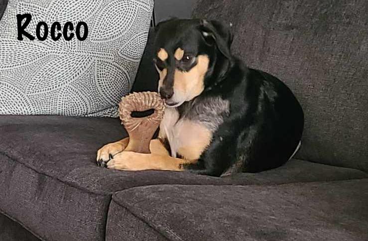 Rocco , a ADOPTABLE mixed breed in Elburn, IL image 2/6
