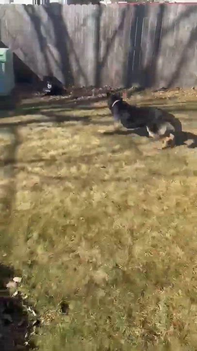 Enlarge Rocco , a ADOPTABLE mixed breed in Elburn, IL video 6/6