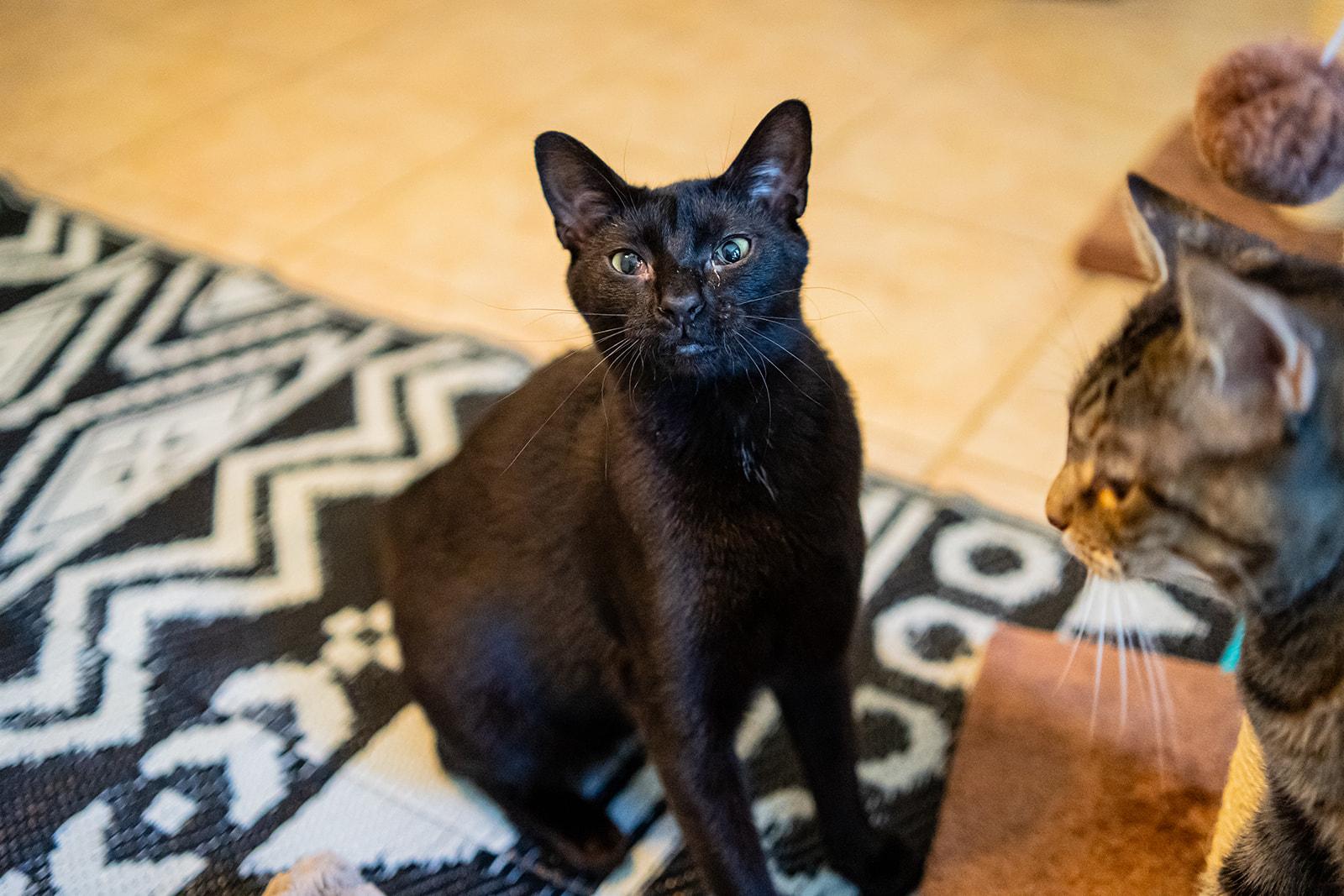 Enlarge Raven, a Adoptable Domestic Short Hair in Dellslow, WV image 4/6