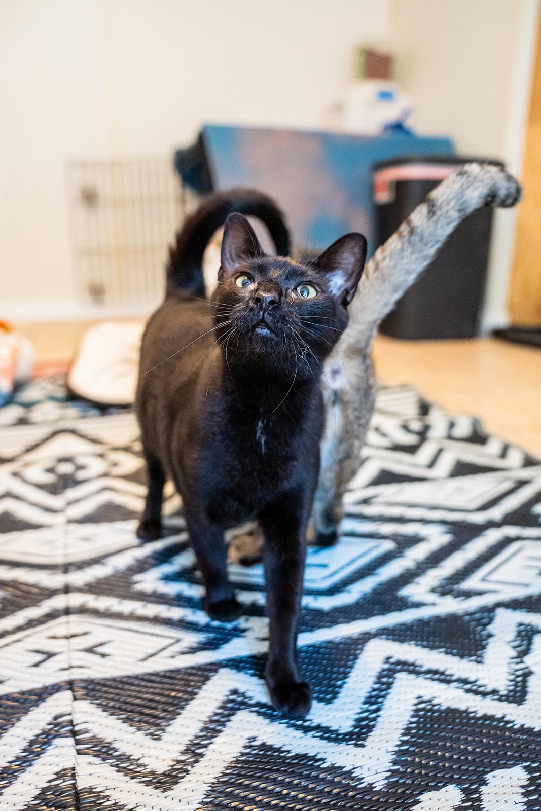 Enlarge Raven, a Adoptable Domestic Short Hair in Dellslow, WV image 5/6