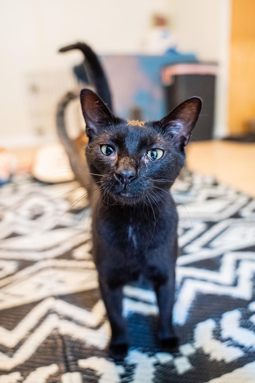 Enlarge Raven, a Adoptable Domestic Short Hair in Dellslow, WV image 6/6