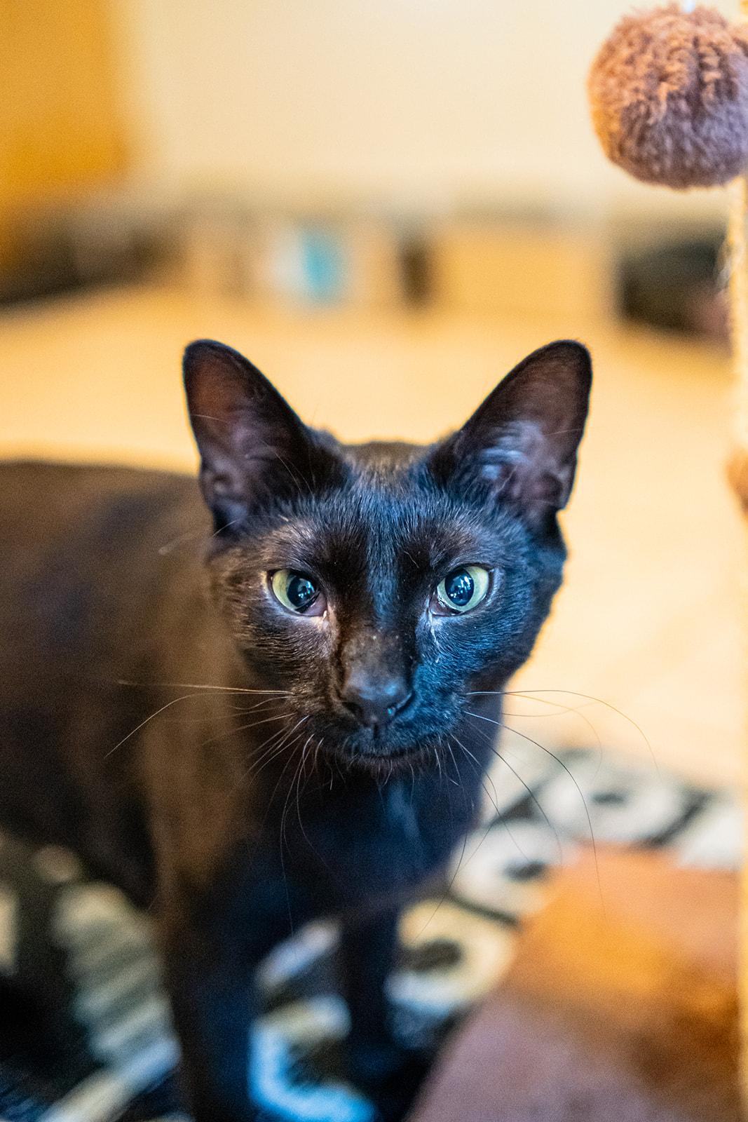 Enlarge Raven, a Adoptable Domestic Short Hair in Dellslow, WV image 3/6