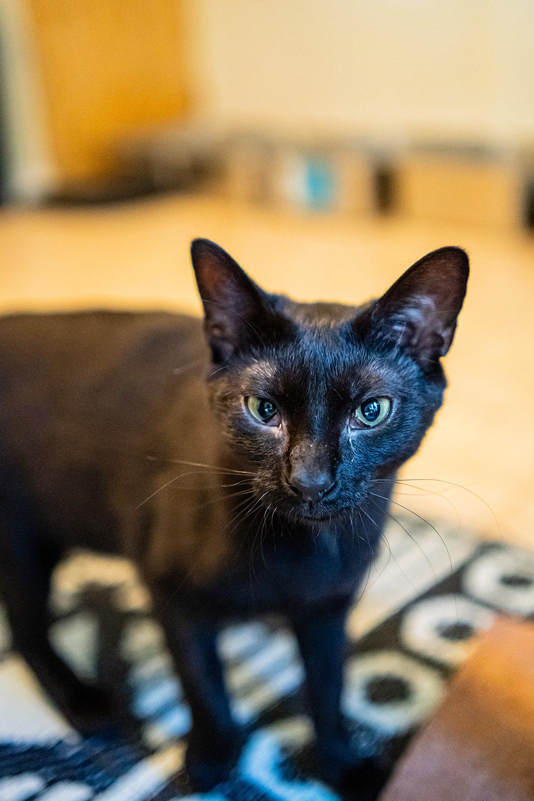 Enlarge Raven, a Adoptable Domestic Short Hair in Dellslow, WV image 2/6