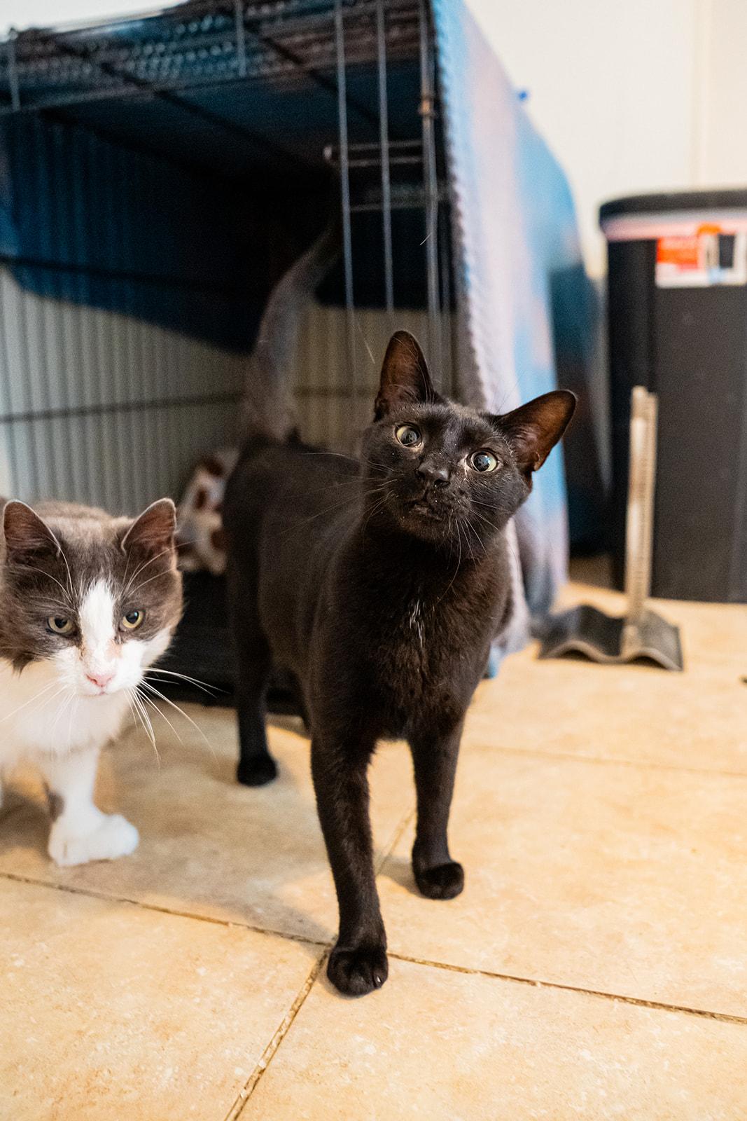 Raven, Adoptable, Adult Female Domestic Short Hair.
