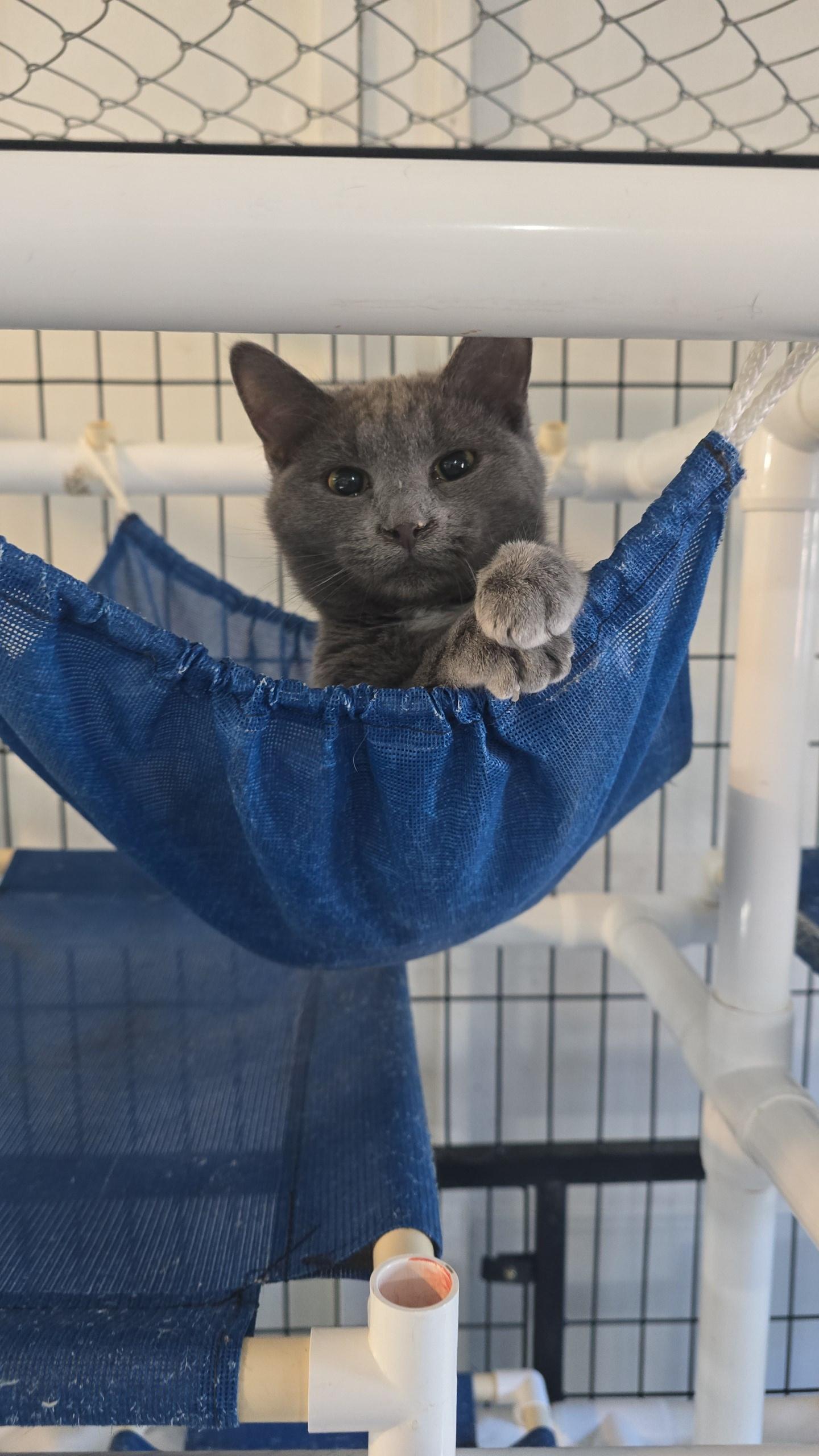 Enlarge Hazel, a Adoptable Domestic Short Hair in Iowa Falls, IA image 1/1