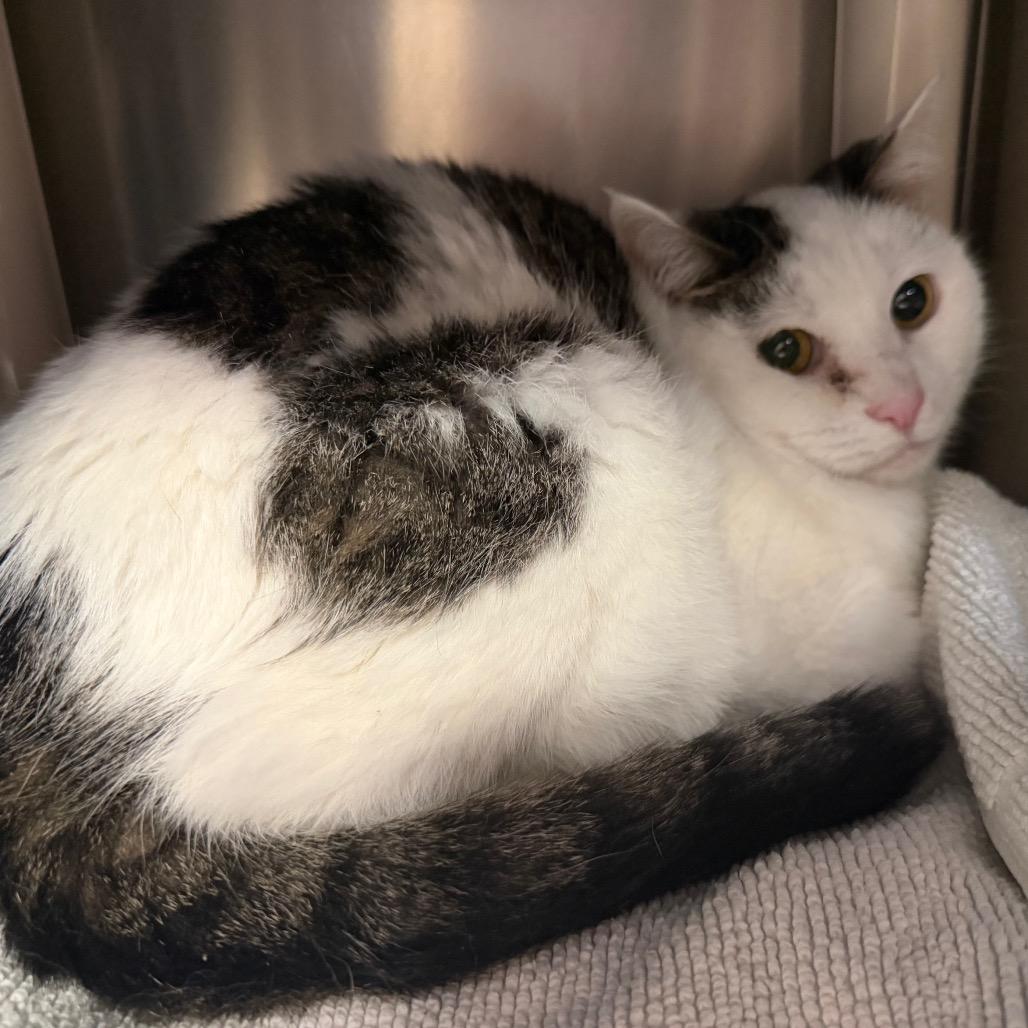 Dottie, Adoptable, Senior Female Domestic Short Hair.