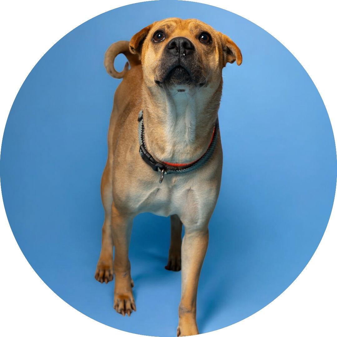 Scrappy, Adoptable, Young Male Shar-Pei.