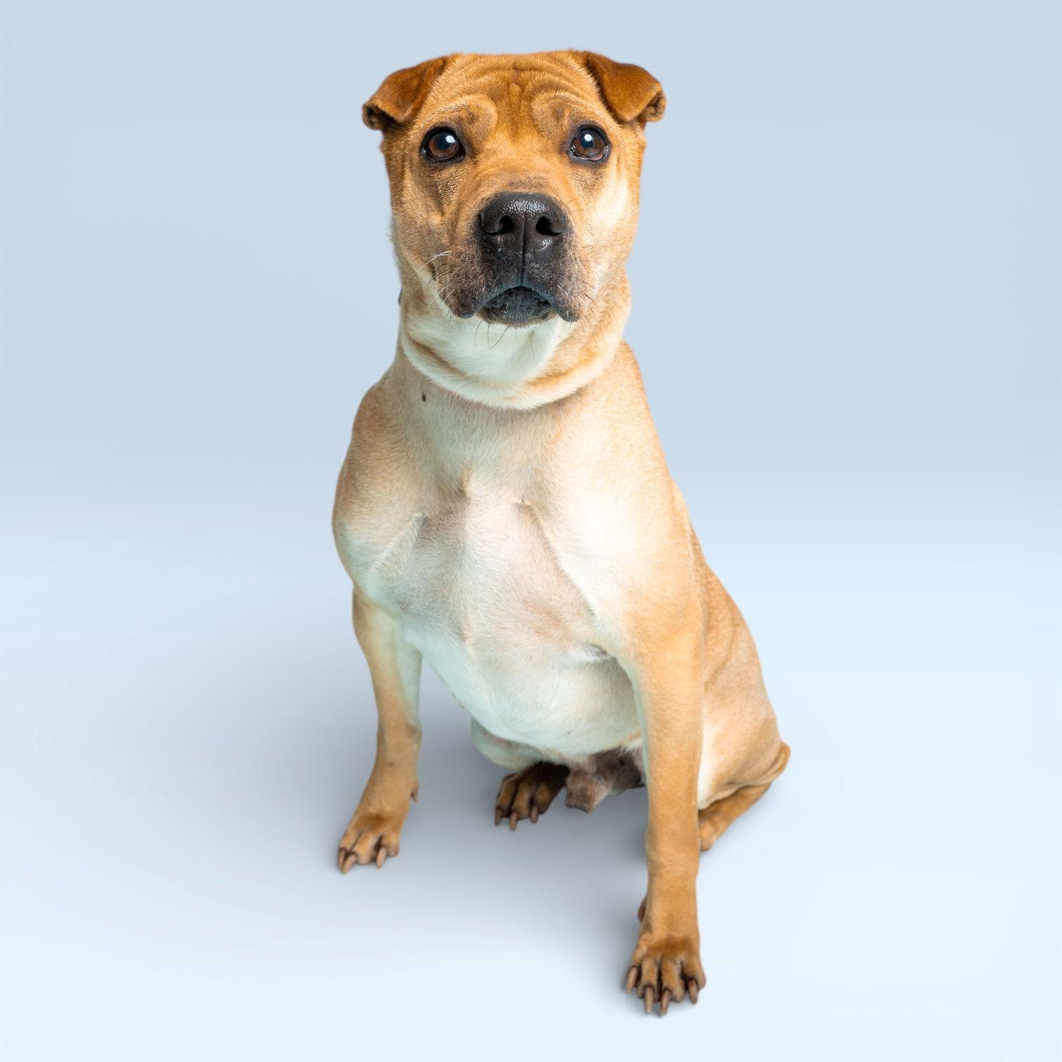 Scrappy, Adoptable, Young Male Shar-Pei.