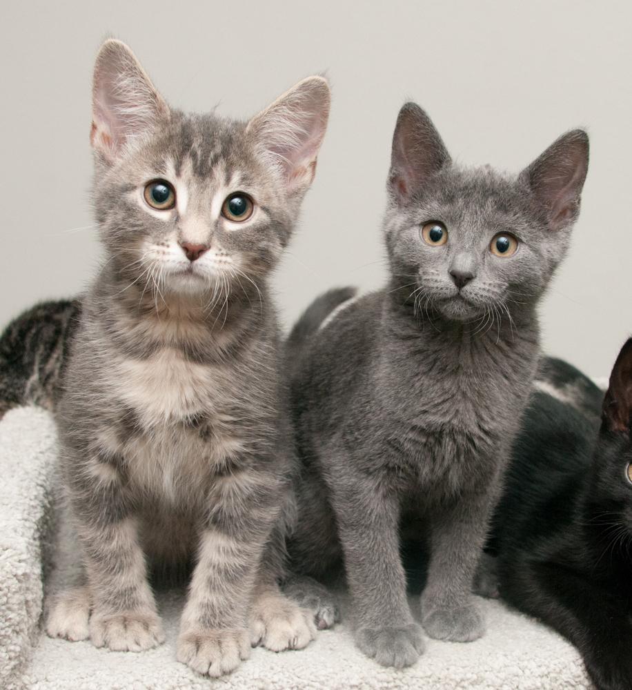 Enlarge Button (gets adopted with Penny), an adopted Domestic Short Hair in Westminster, CO image 4/6