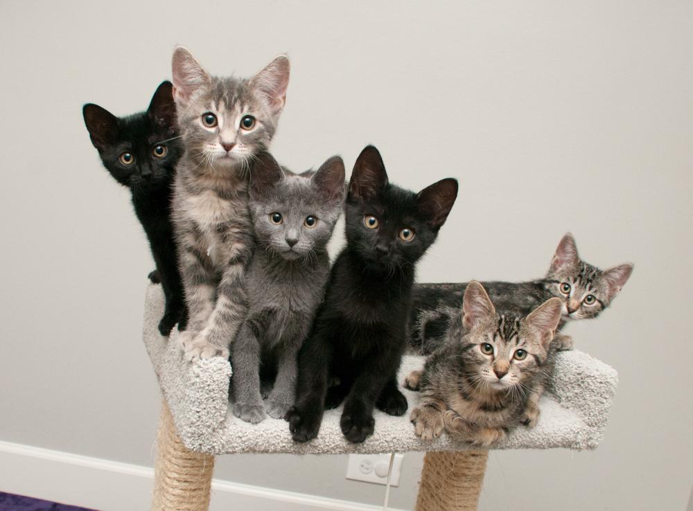 Enlarge Button (gets adopted with Penny), an adopted Domestic Short Hair in Westminster, CO image 6/6