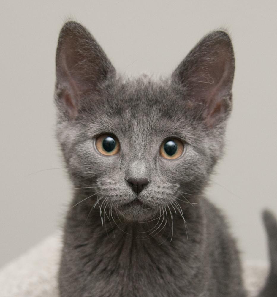 Enlarge Button (gets adopted with Penny), an adopted Domestic Short Hair in Westminster, CO image 1/6
