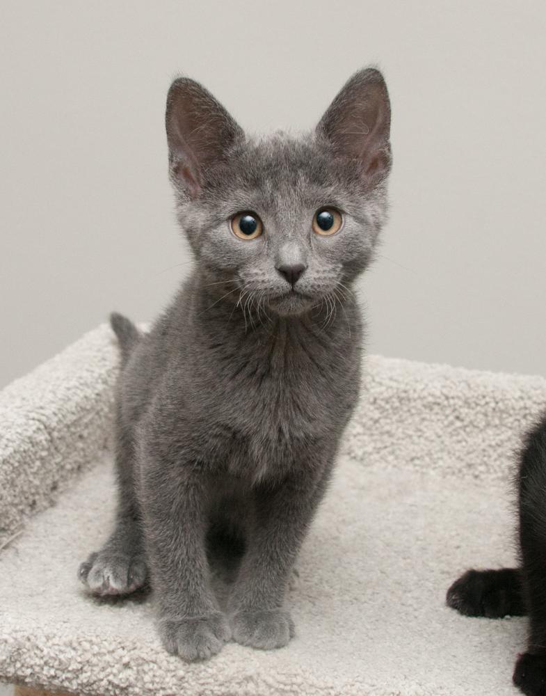 Button (gets adopted with Penny) — thumbnail 4