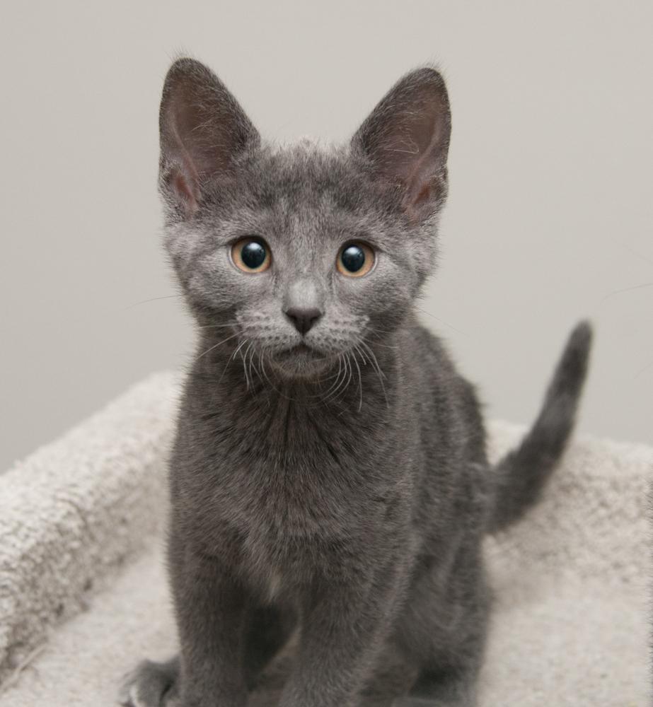 Enlarge Button (gets adopted with Penny), an adopted Domestic Short Hair in Westminster, CO image 2/6