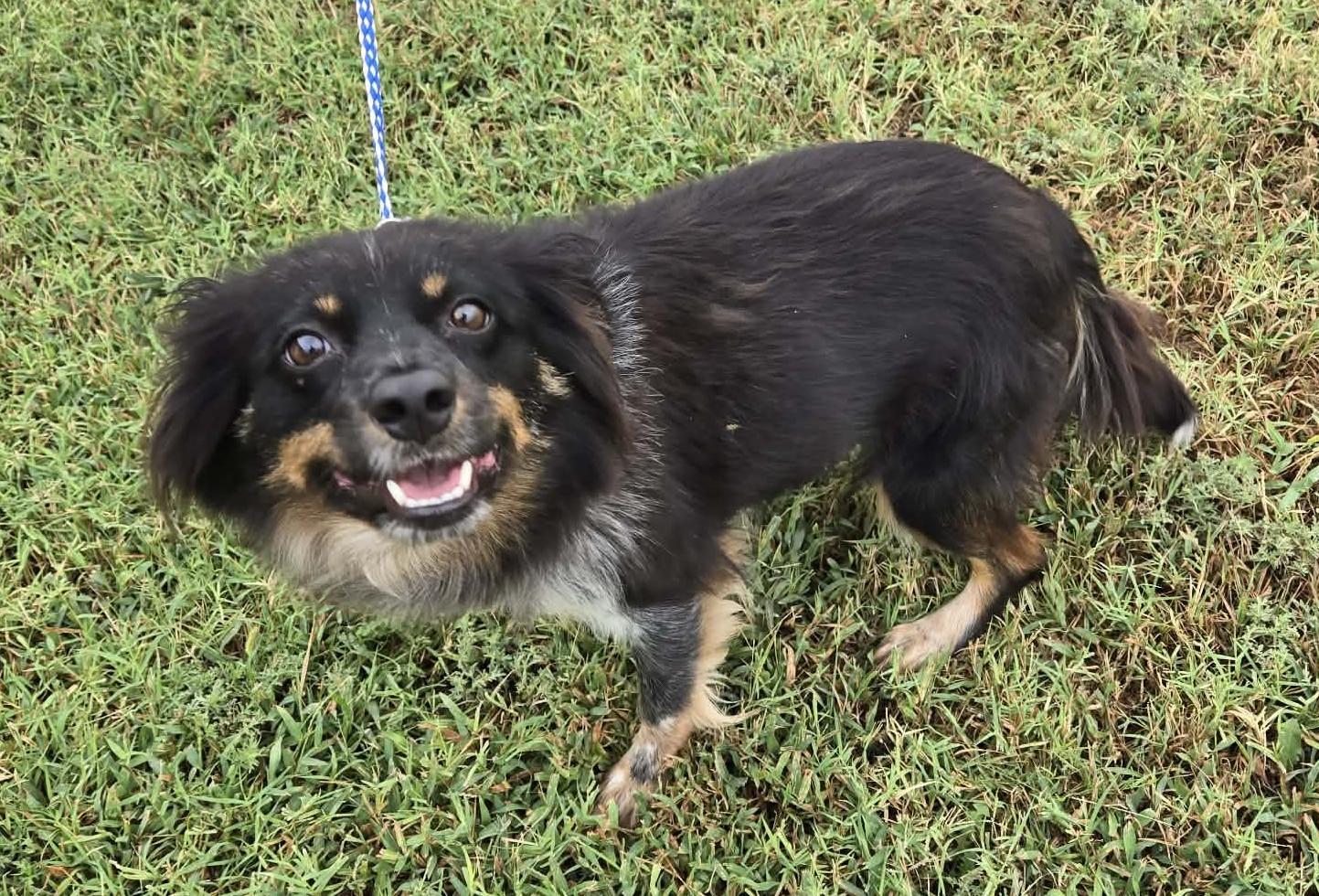 Enlarge Ruby, a Adopted mixed breed in Larned, KS image 2/3