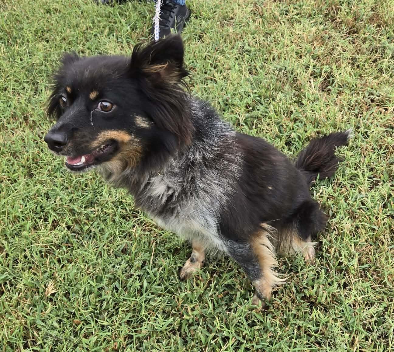 Enlarge Ruby, a Adopted mixed breed in Larned, KS image 1/3