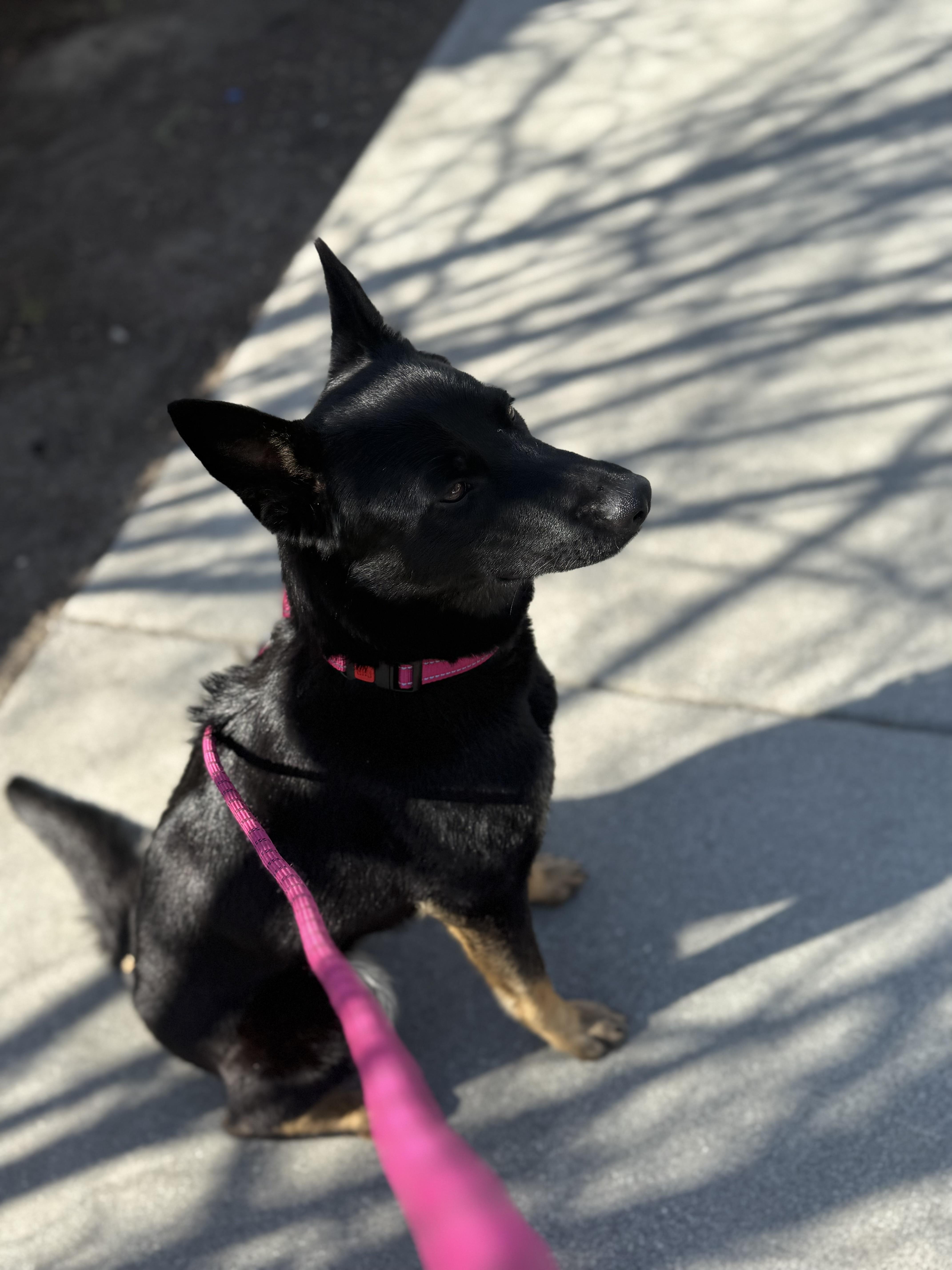 Gemma, a Adoptable mixed breed in Putnam, CT image 4/5