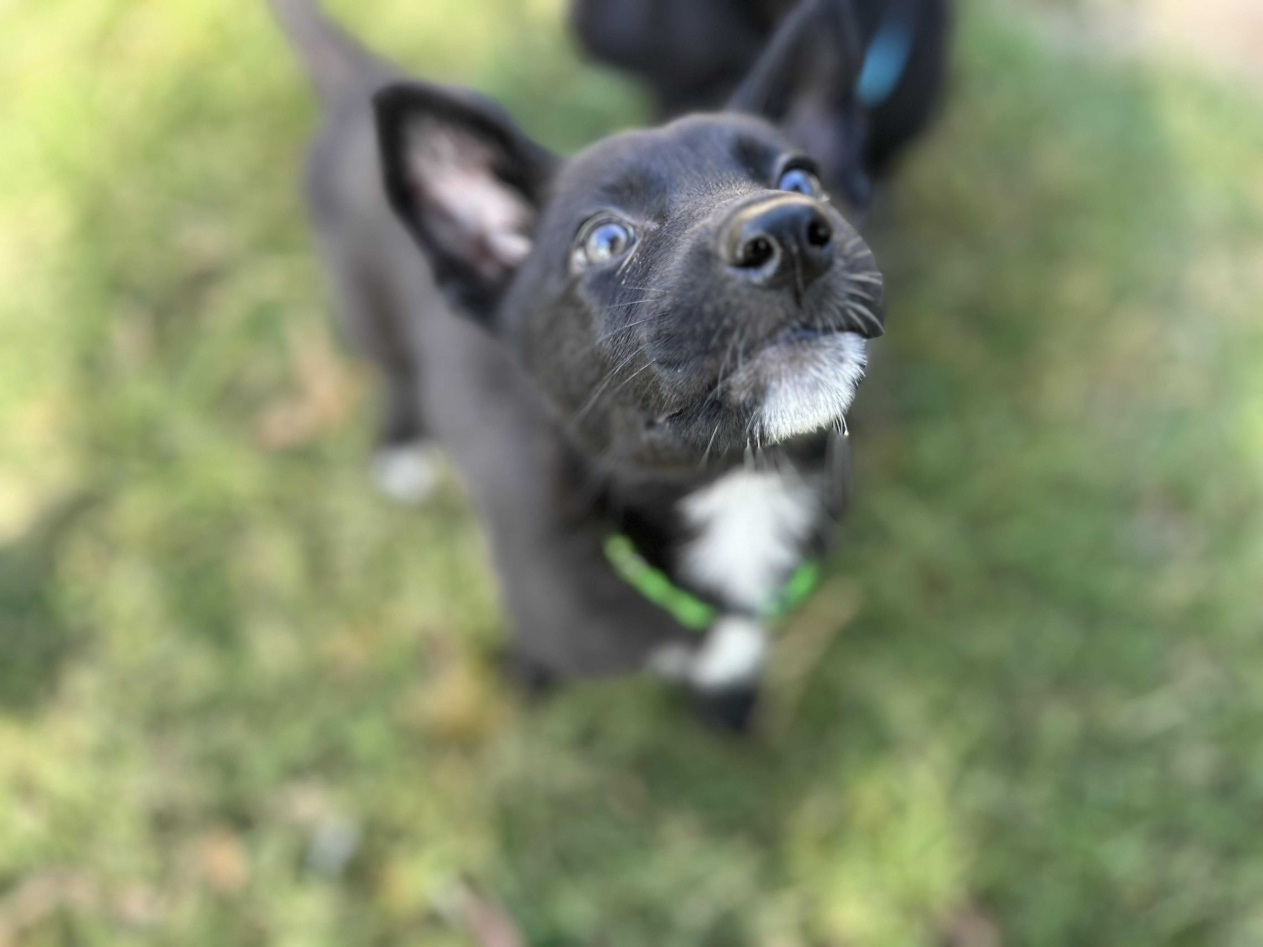 Enlarge Magz , a ADOPTABLE mixed breed in Houston, TX image 3/6