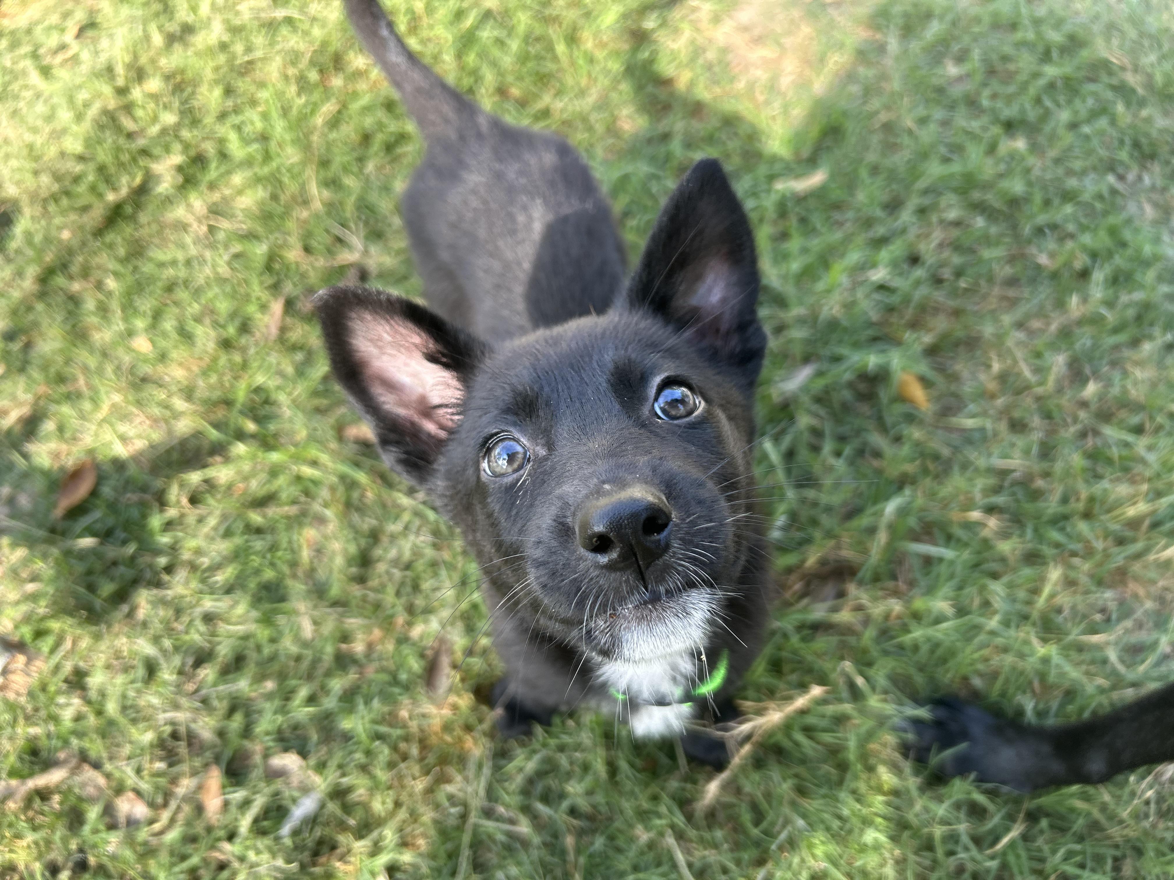 Magz , ADOPTABLE, Puppy Female German Shepherd Dog & Belgian Shepherd / Malinois.