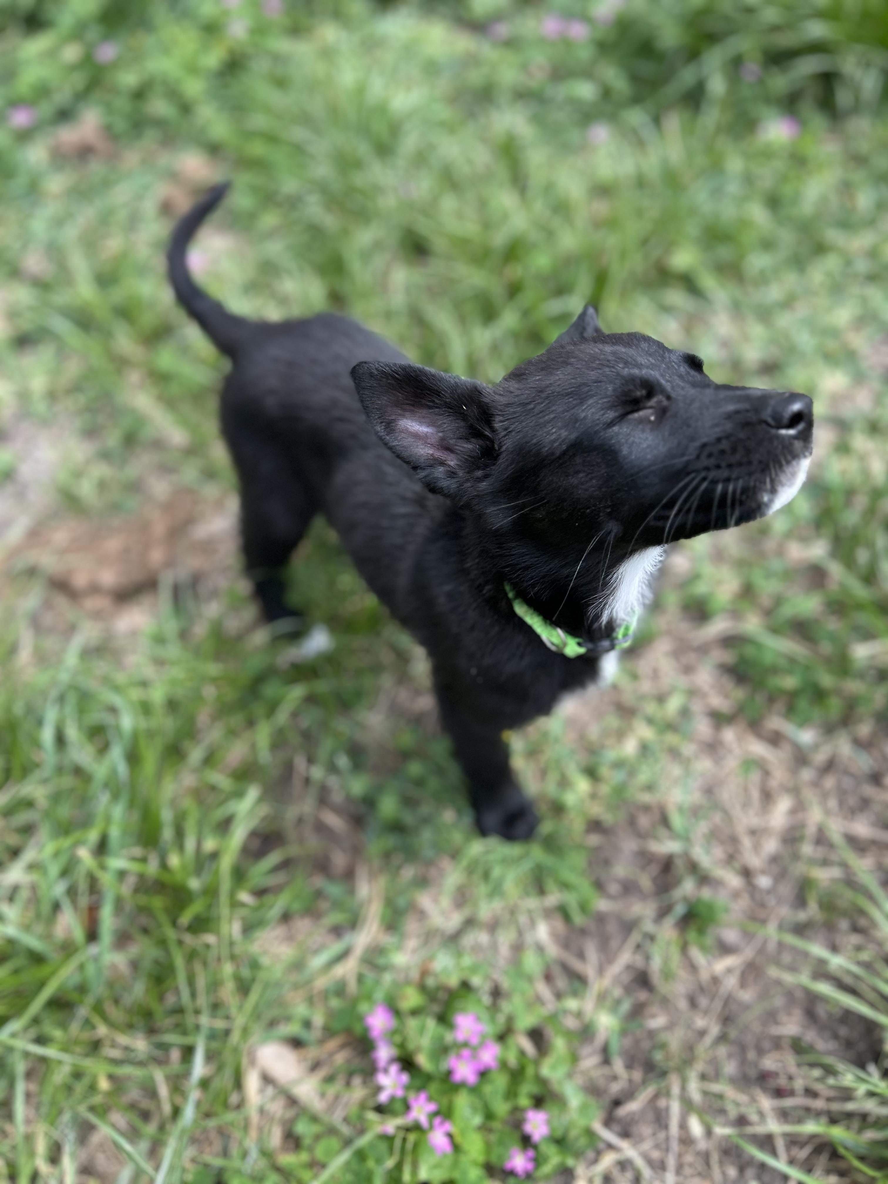 Enlarge Magz , a ADOPTABLE mixed breed in Houston, TX image 6/6