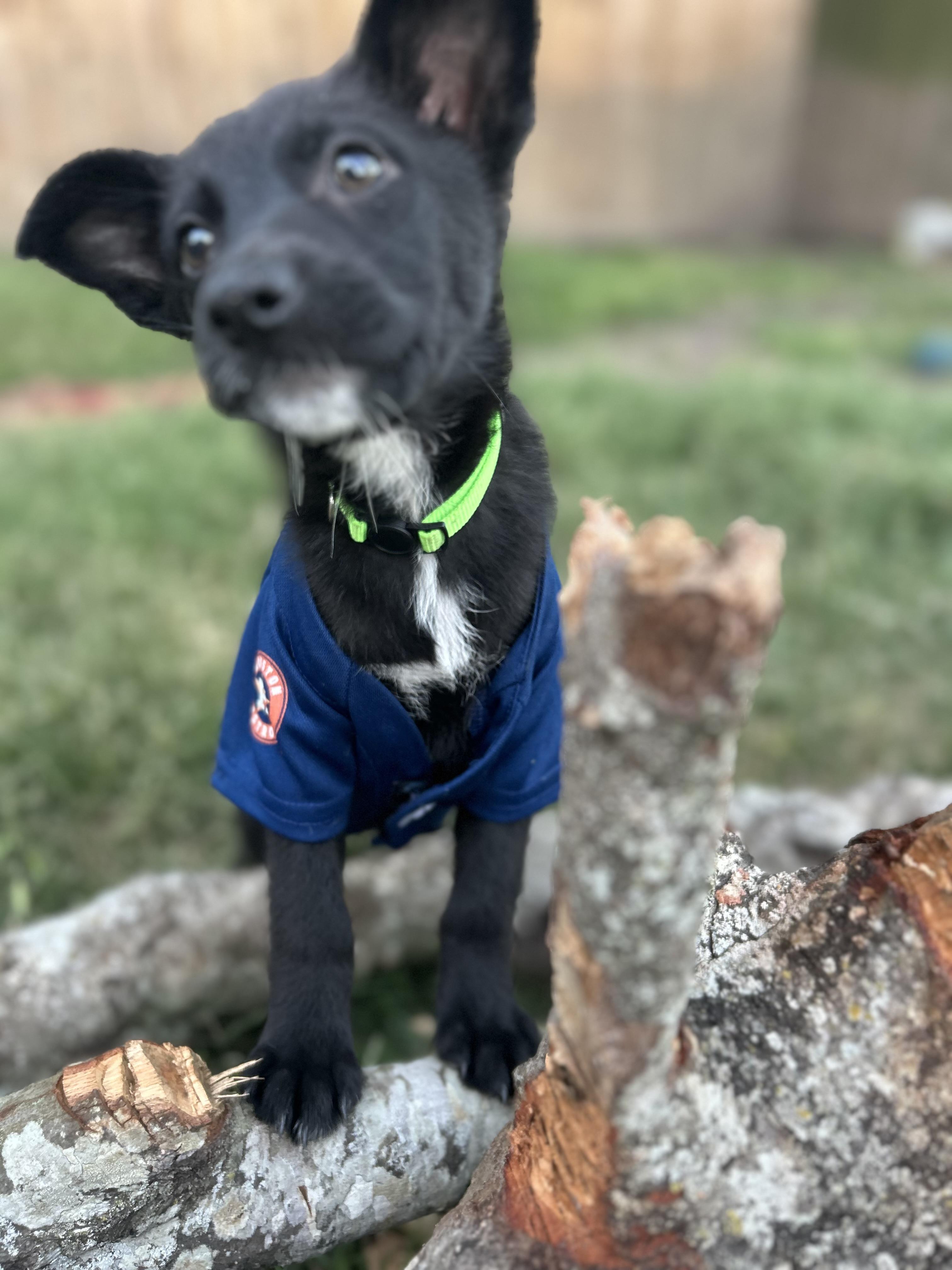 Enlarge Magz , a ADOPTABLE mixed breed in Houston, TX image 2/6