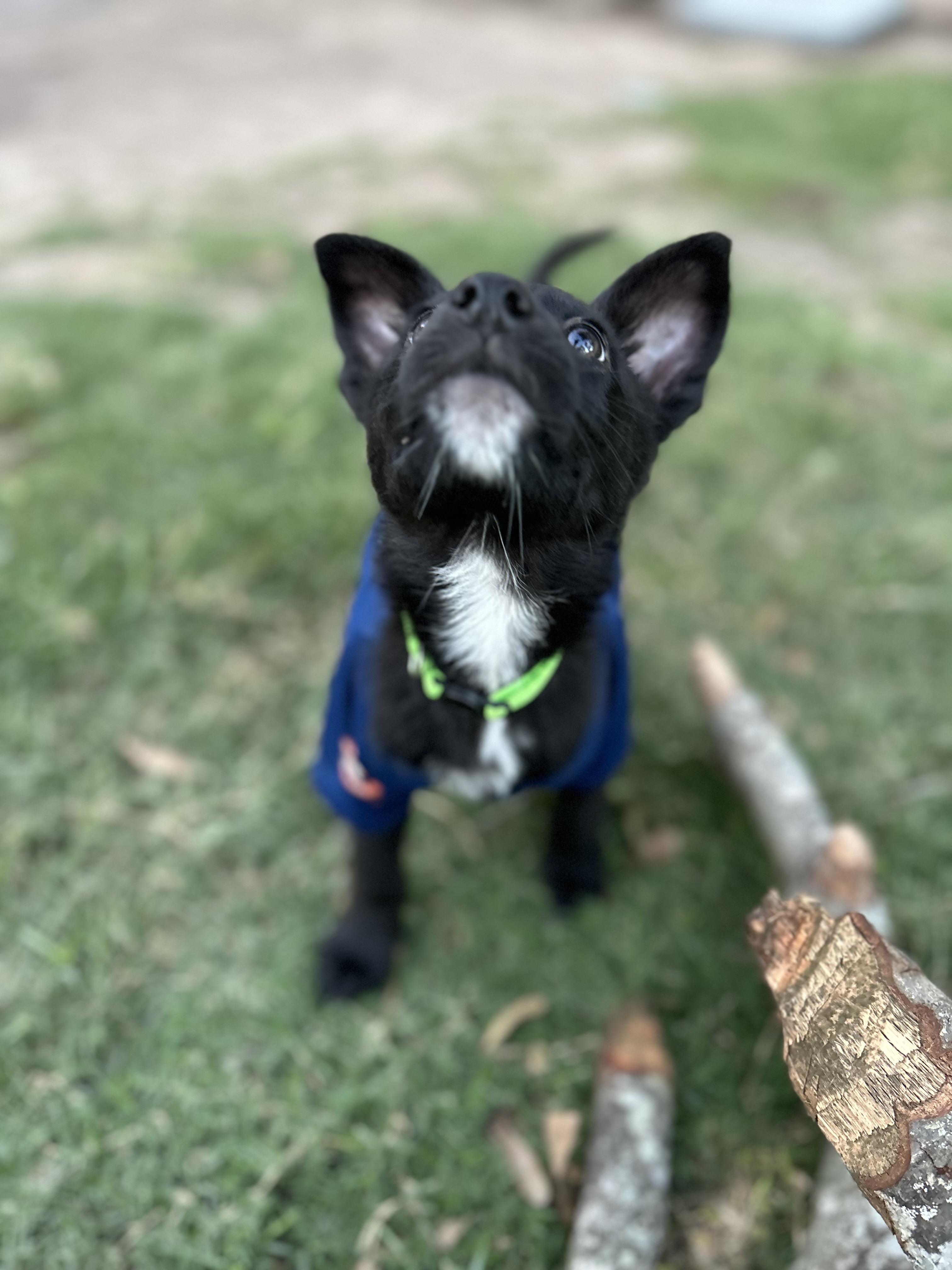 Enlarge Magz , a ADOPTABLE mixed breed in Houston, TX image 4/6