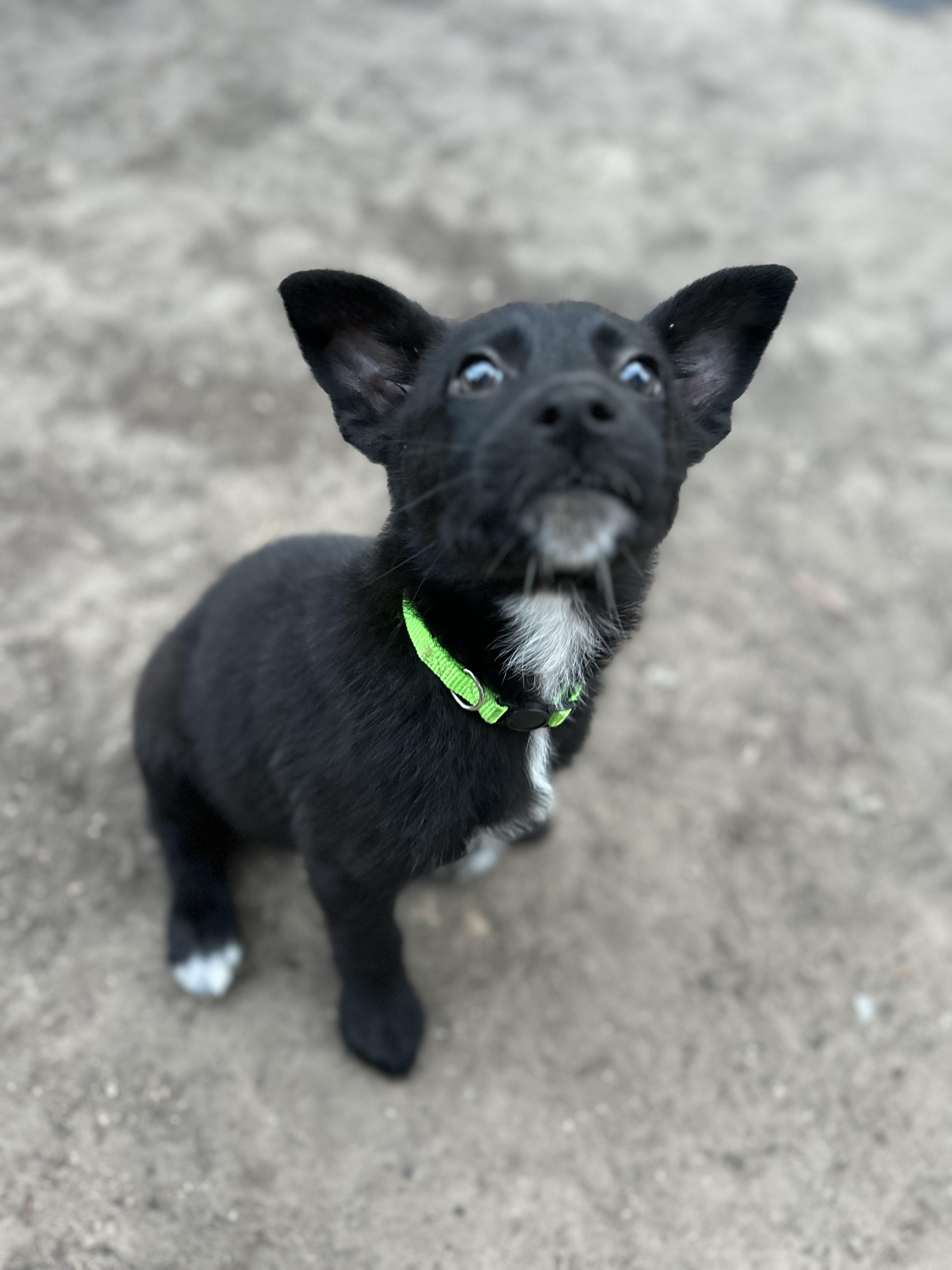 Enlarge Magz , a ADOPTABLE mixed breed in Houston, TX image 5/6