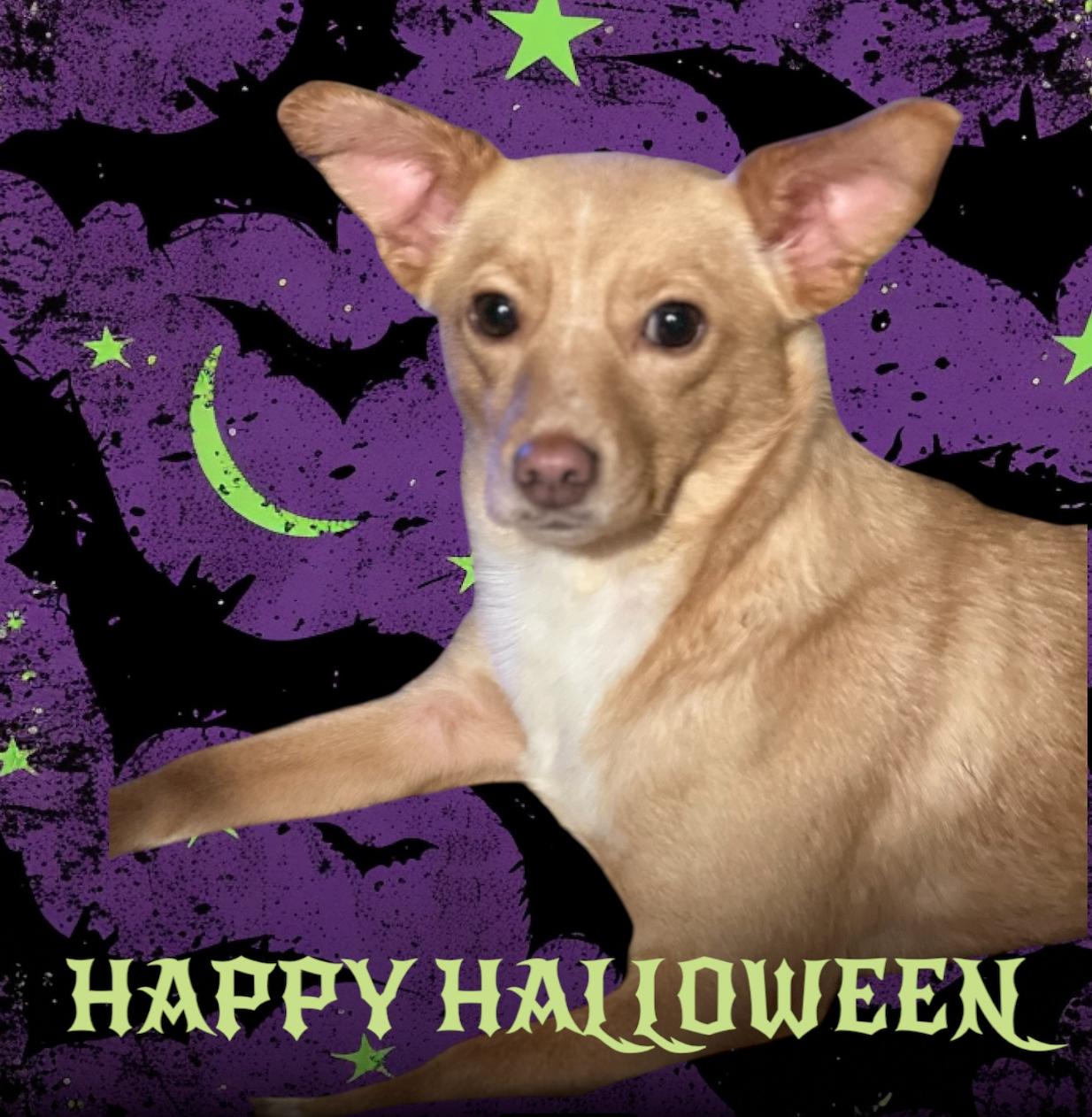 Maisey, an adoptable Chihuahua, Terrier in Soldotna, AK, 99669 | Photo Image 1