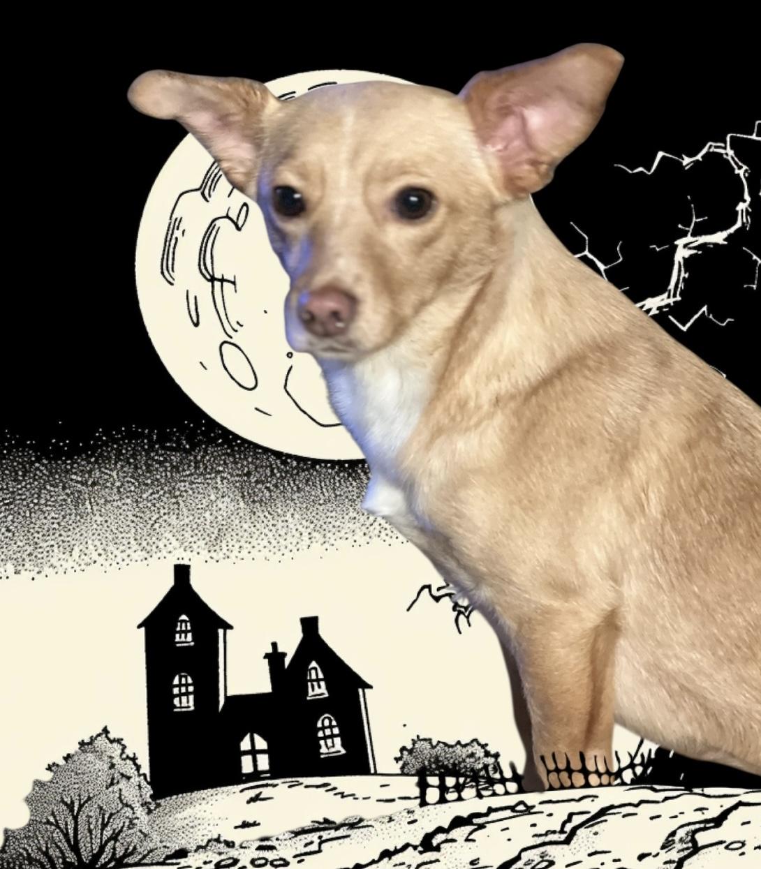 Maisey, an adoptable Chihuahua, Terrier in Soldotna, AK, 99669 | Photo Image 2