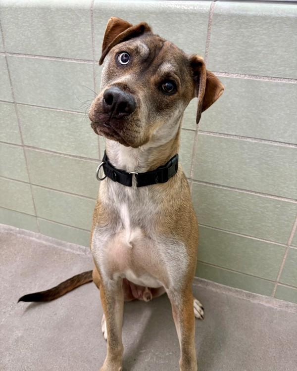 Enlarge Zero, a Adoptable mixed breed in Novato, CA image 1/1