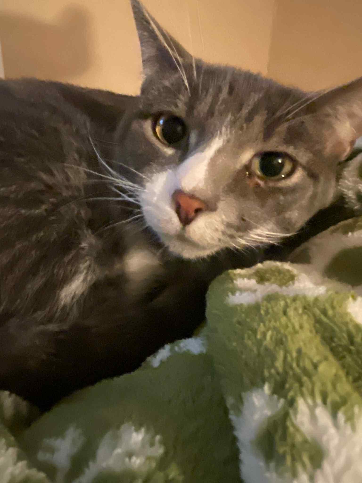 Luke and Yoda, a Adoptable Domestic Short Hair in La Grange, KY image 5/6