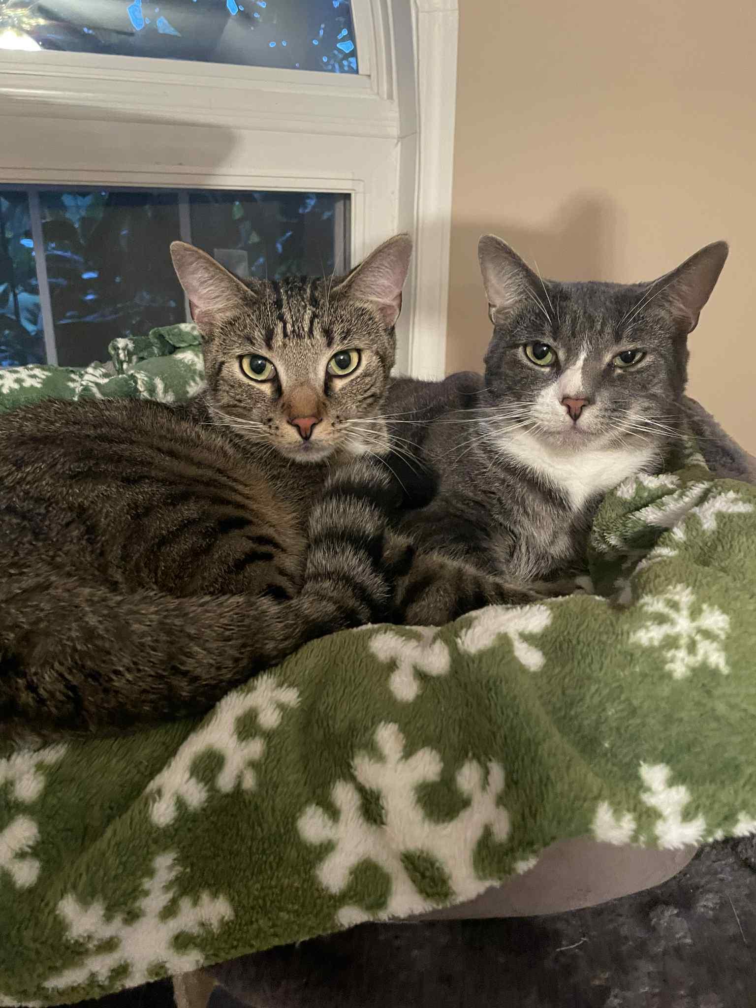 Luke and Yoda, a Adoptable Domestic Short Hair in La Grange, KY image 1/6