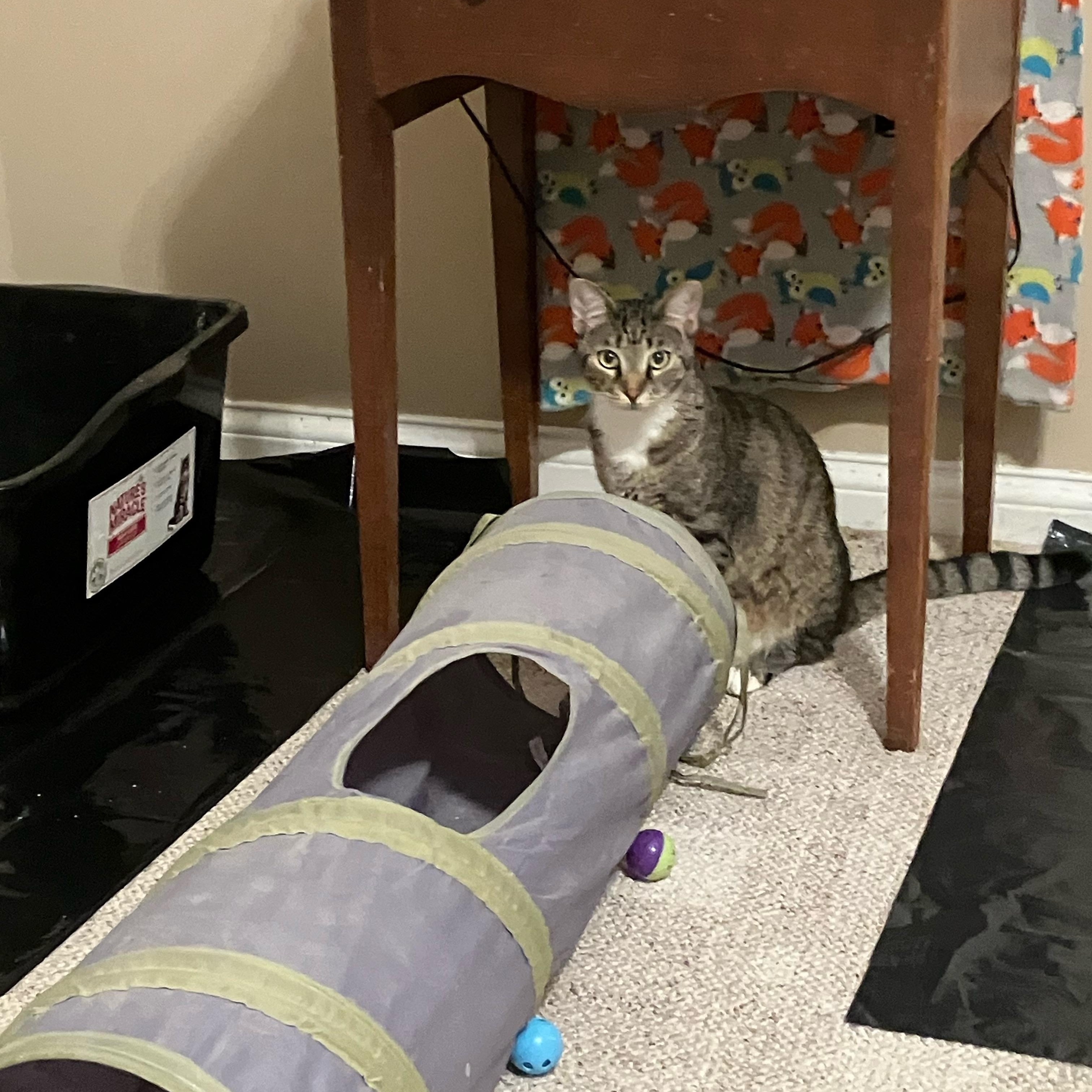 Luke and Yoda, a Adoptable Domestic Short Hair in La Grange, KY image 3/6