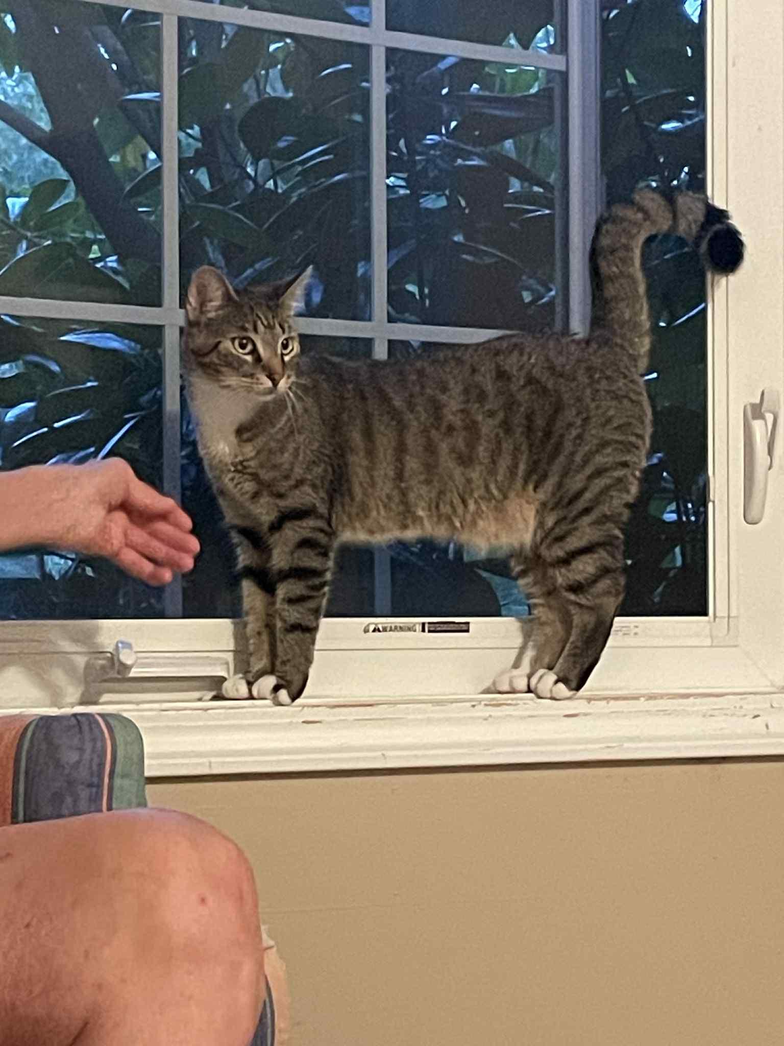 Luke and Yoda, a Adoptable Domestic Short Hair in La Grange, KY image 6/6