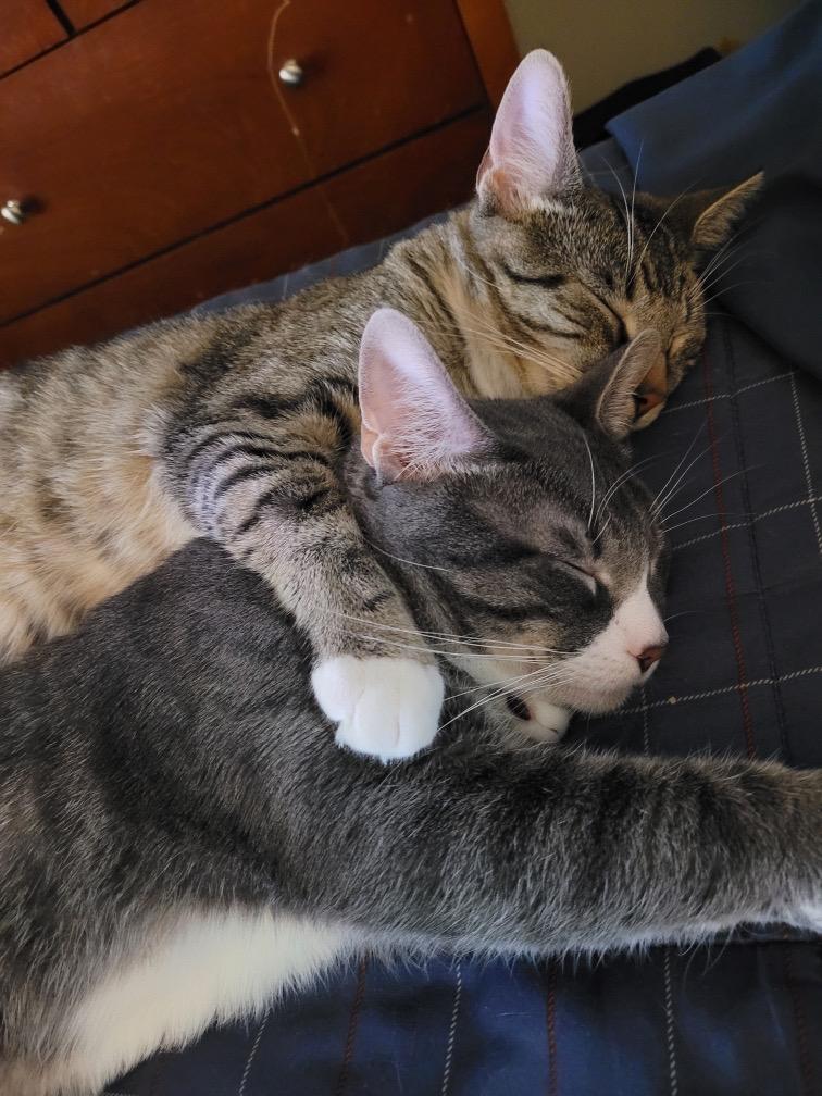 Luke and Yoda, a Adoptable Domestic Short Hair in La Grange, KY image 2/6