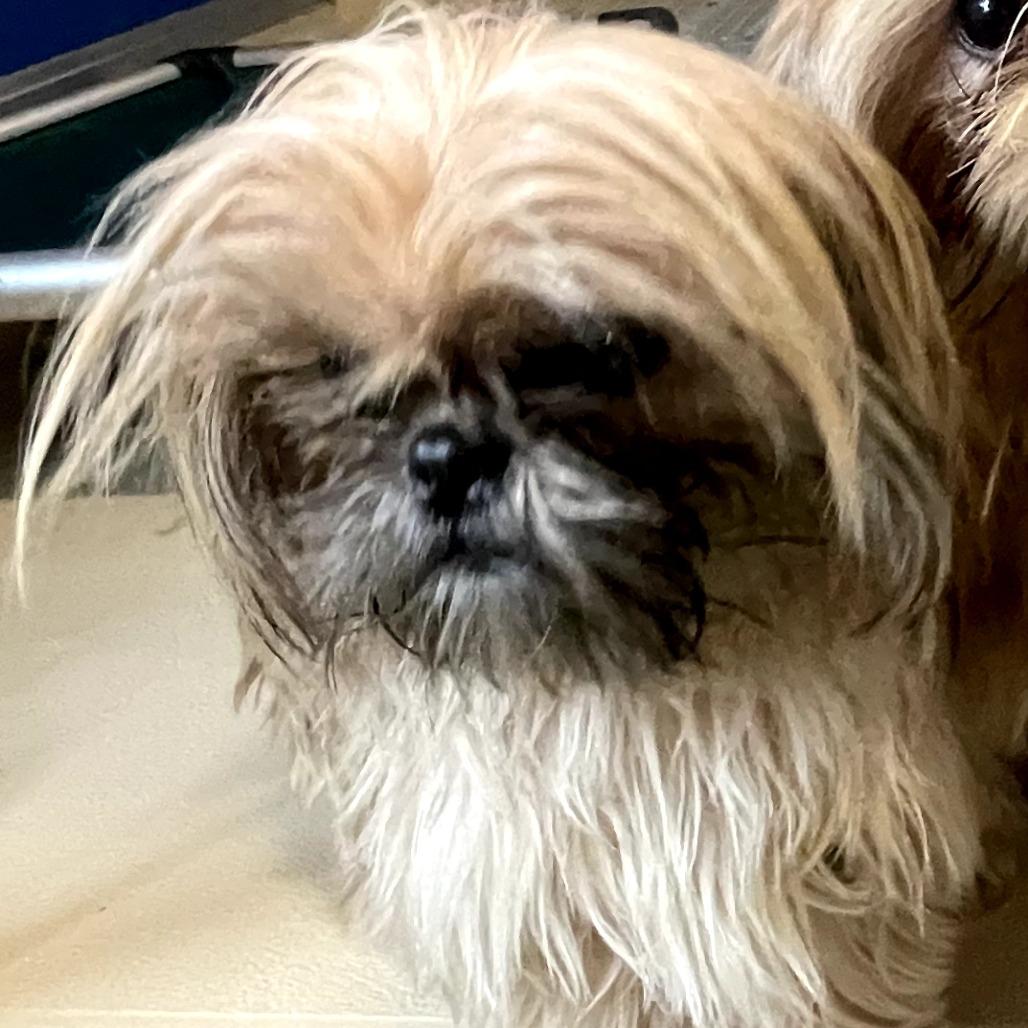 Willow, Adoptable, Adult Female Shih Tzu.