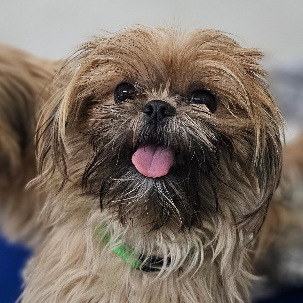 Enlarge Willow, a Adoptable Shih Tzu in Marysville, OH image 2/2