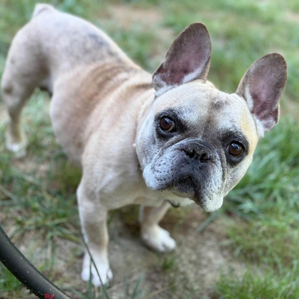 Enlarge Finn, a Adoptable French Bulldog in Huber Heights, OH image 2/5
