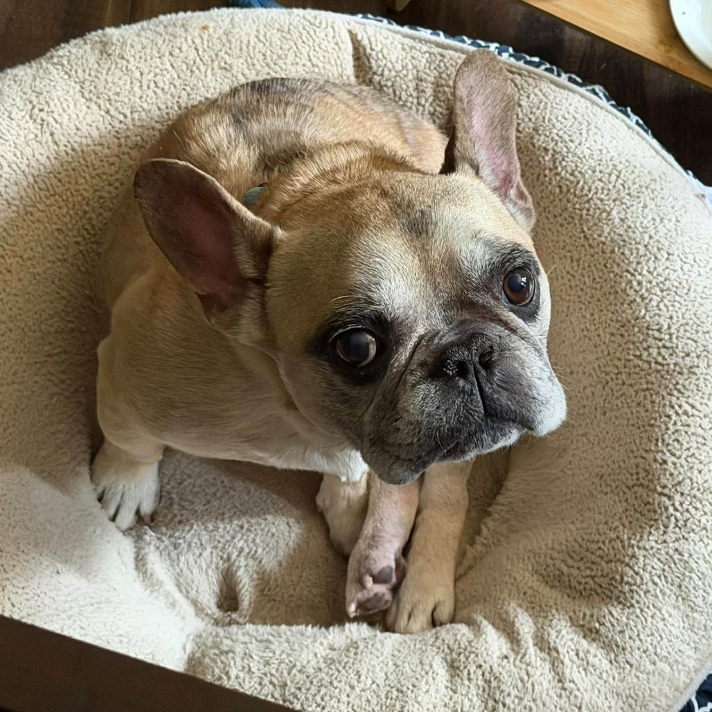 Enlarge Finn, a Adoptable French Bulldog in Huber Heights, OH image 3/5