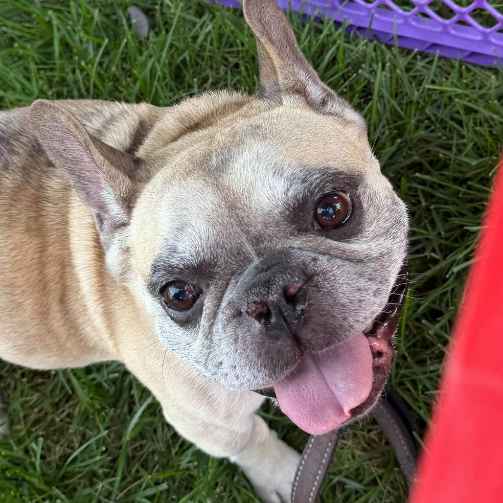 Enlarge Finn, a Adoptable French Bulldog in Huber Heights, OH image 4/5