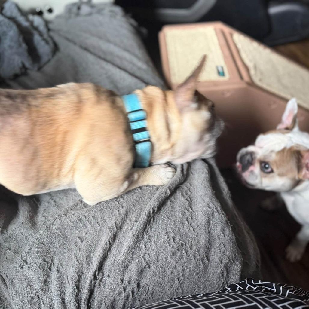 Enlarge Finn, a Adoptable French Bulldog in Huber Heights, OH image 5/5