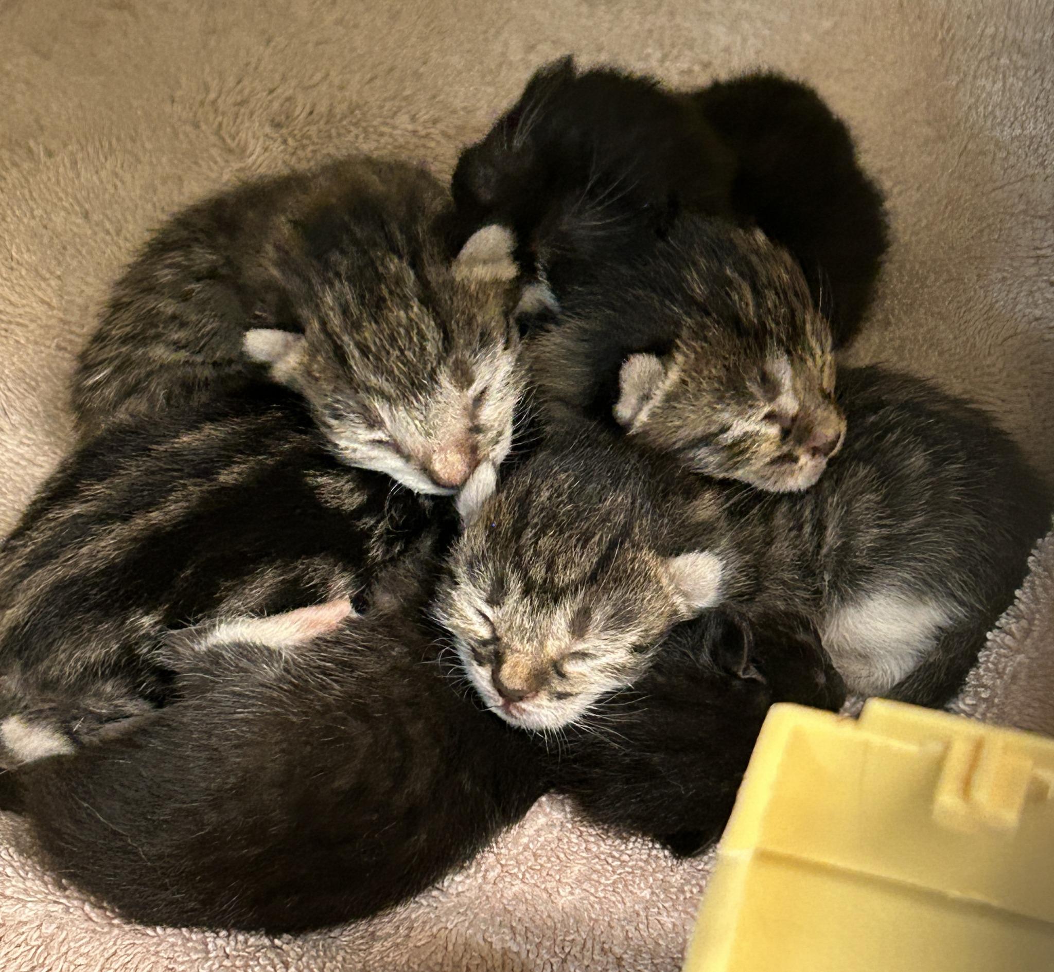 Enlarge Bluey, a ADOPTABLE mixed breed in Renton, WA image 4/4